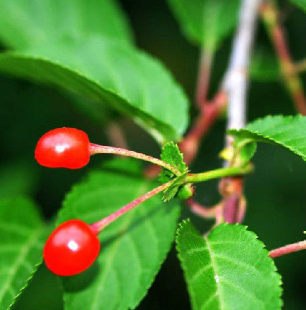 尾叶樱桃植物