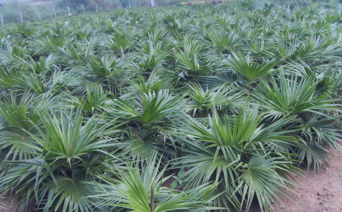 蒲葵榈(植物)