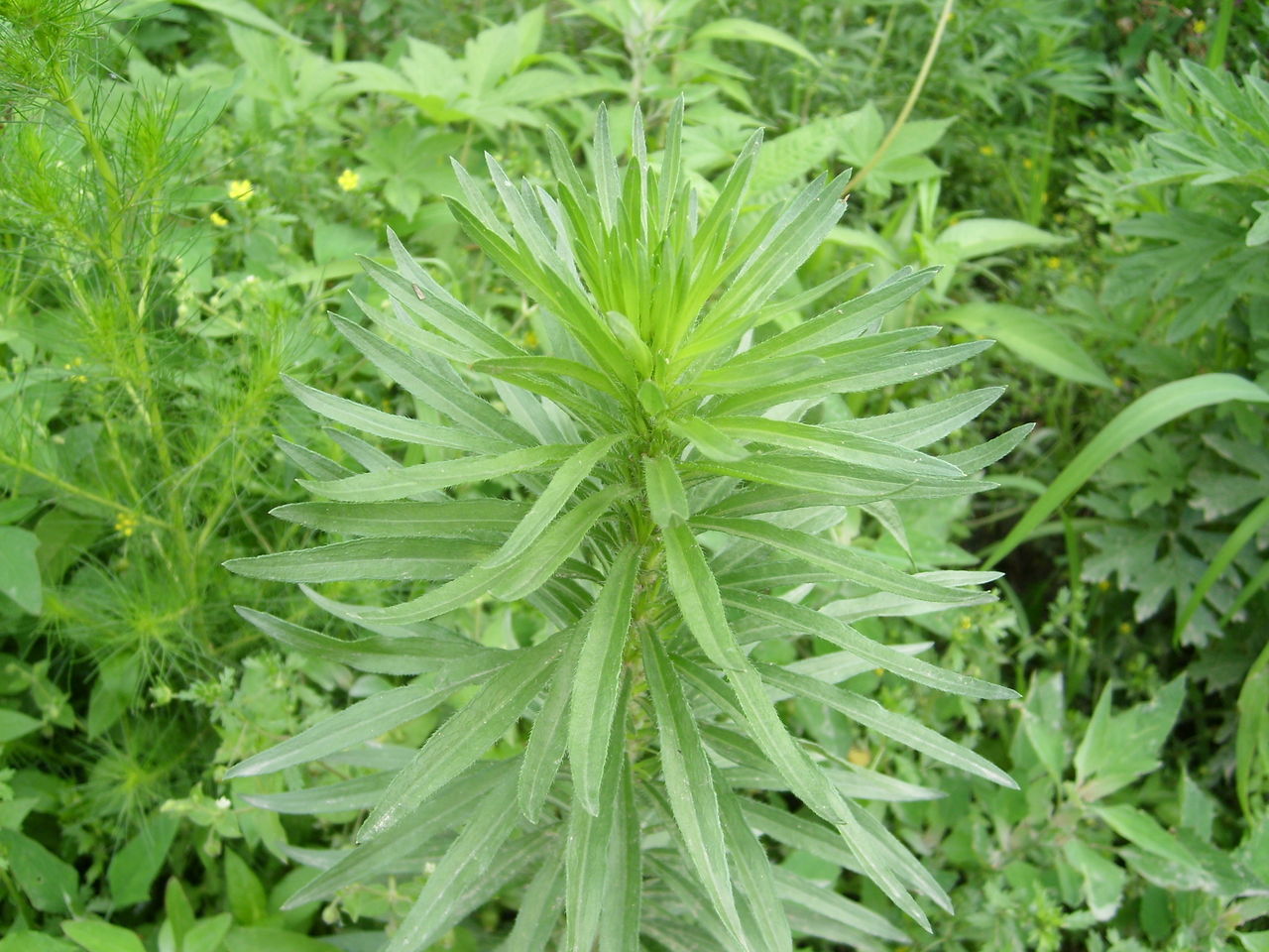 四川蒿草 (植物)