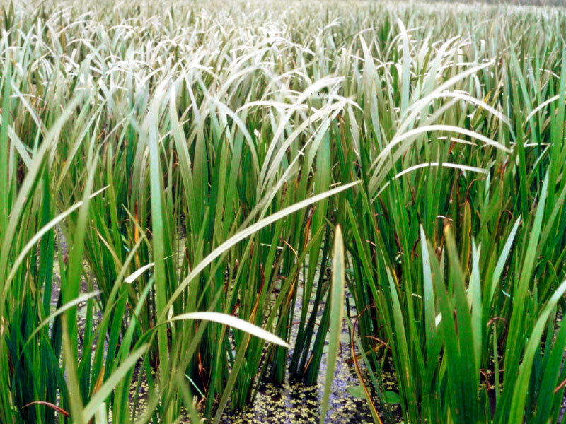 藏菖蒲 (医药|中医学与中药学)
