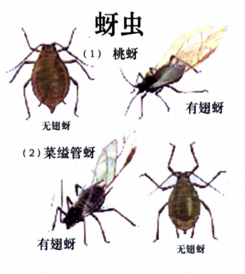 瓜叶菊李短尾蚜虫(其他生物相关)