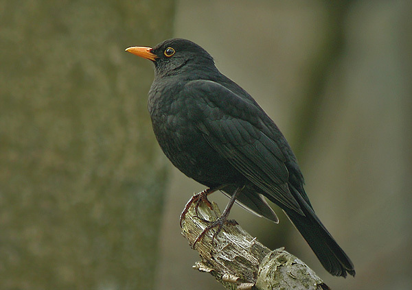 百舍鳥動物