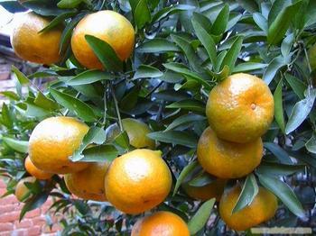 鄂柑一号(植物)鄂柑一号(金水柑)是湖北省农科院果