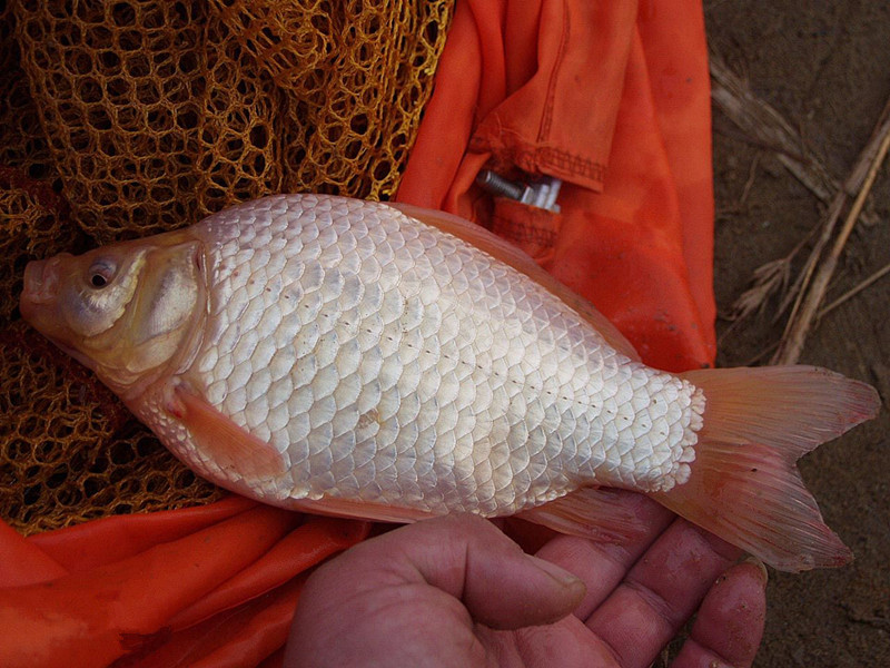 银鲫鱼 (其他生物相关)