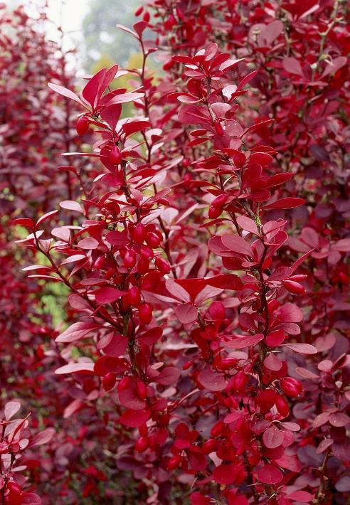 紫叶小檗(植物)