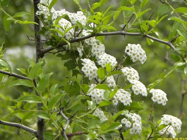 芸草(植物)芸草,又名"芸香草""七里香""灵香草""香草",为禾本科多年生