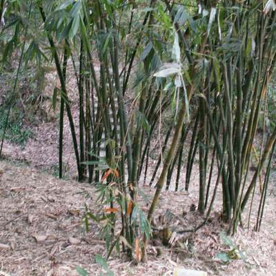 乌叶竹 (其他人物相关)