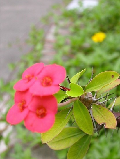 复聚伞花序 (植物)