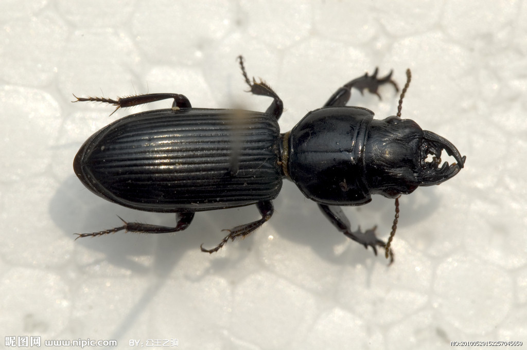 蝼步甲其他生物相关