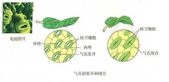 气孔运动(其他科学相关)