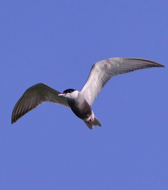 黑腹燕鸥(动物)黑腹燕鸥(学名:sterna acuticauda),小型水鸟,体长29