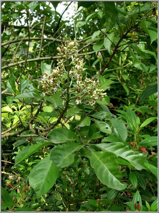 山牡荆(其他生物相关)