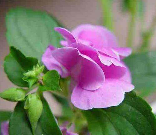 海莉花(植物)海莉花,又名指甲花,染指甲花,小桃紅等.