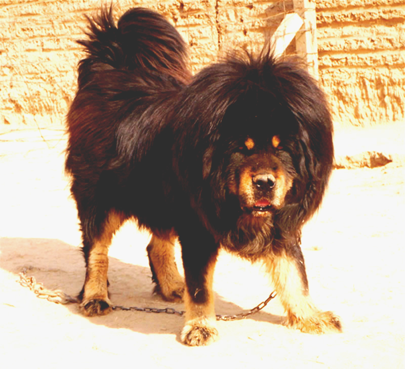 河曲藏獒(动物)