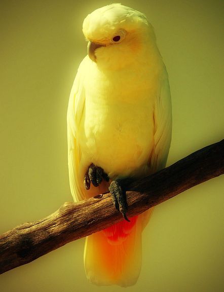 红肛凤头鹦鹉(其他生物相关)红肛凤头鹦鹉(学名:cacatuahaematuropy