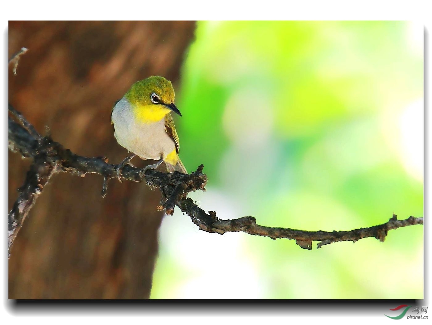 绿背䴕雀(动物)_技点百科