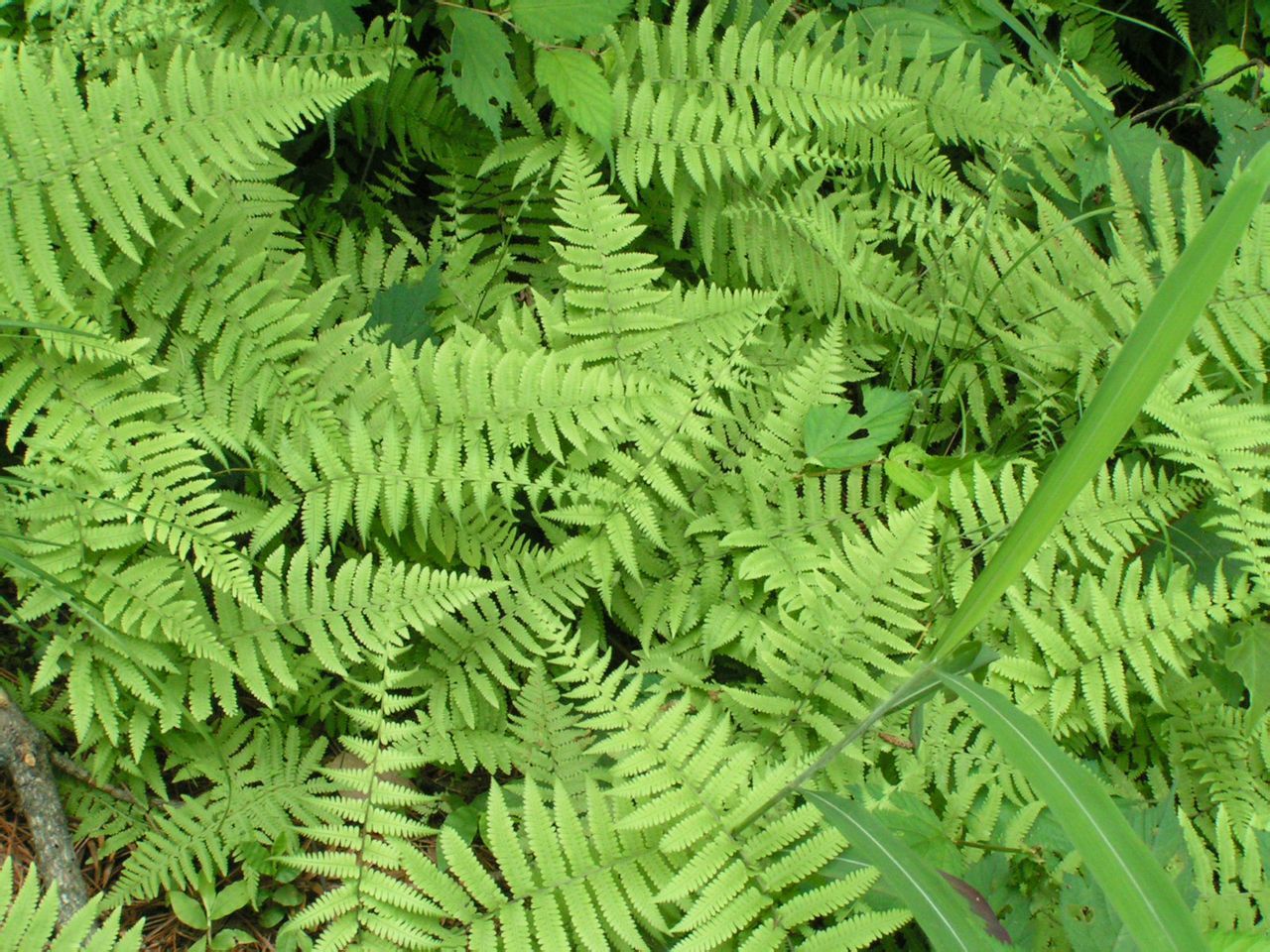 蕨草(植物)_技点百科