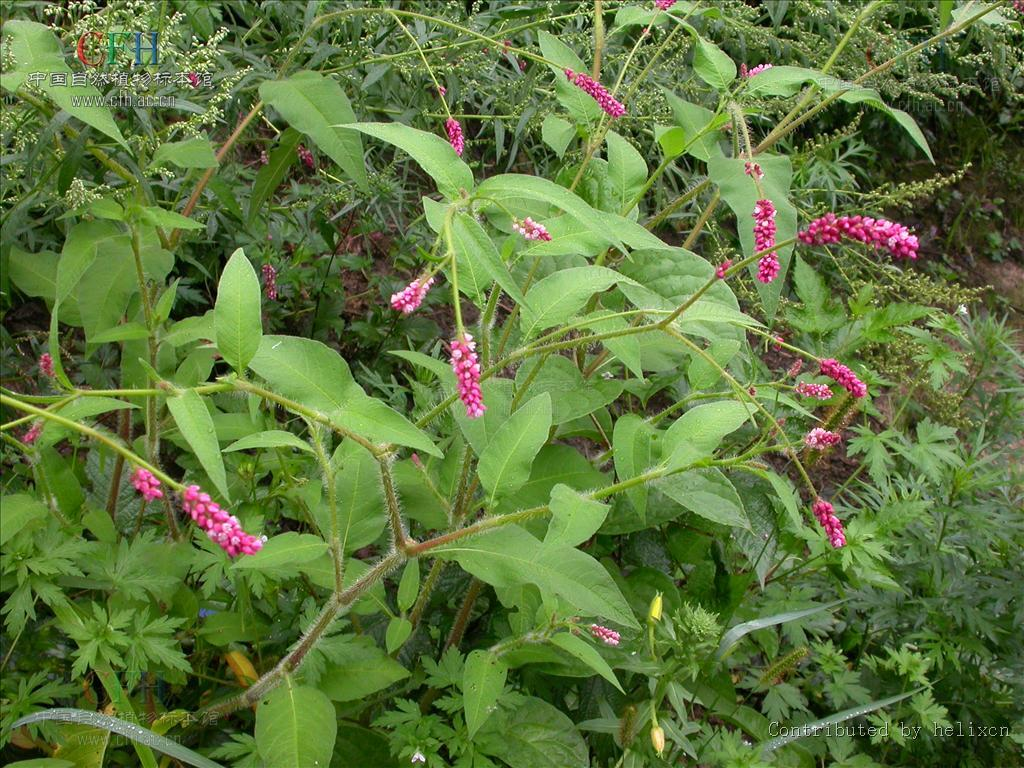 香蓼(植物)