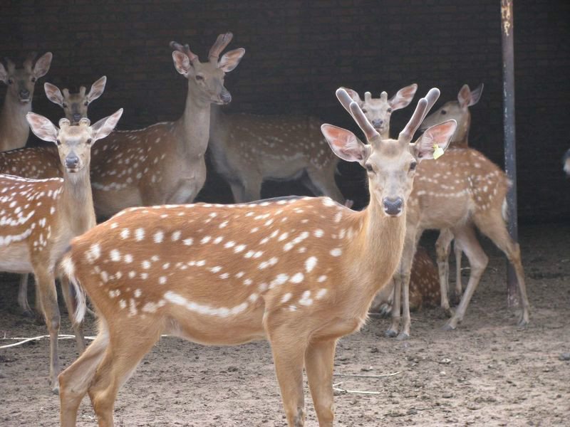 梅花鹿東北亞種動物