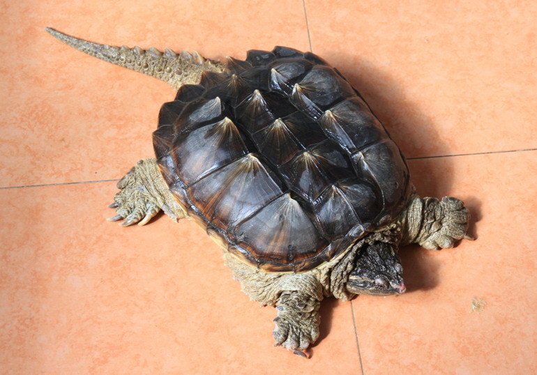 拟鳄龟品种图片