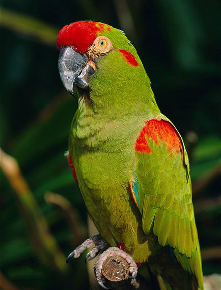 红额金刚鹦鹉 (动物)