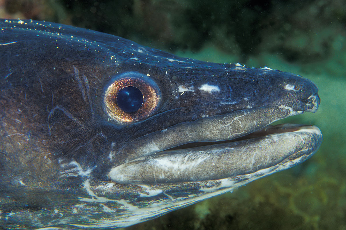 康吉鳗属(动物)