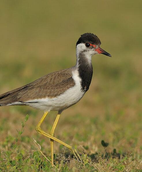 肉垂麦鸡指名亚种动物