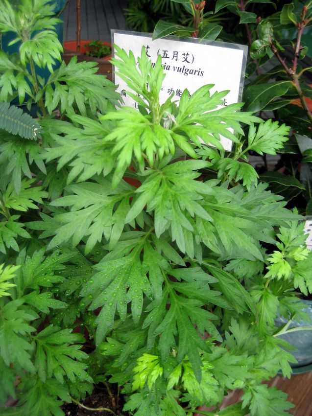 五月艾(植物)