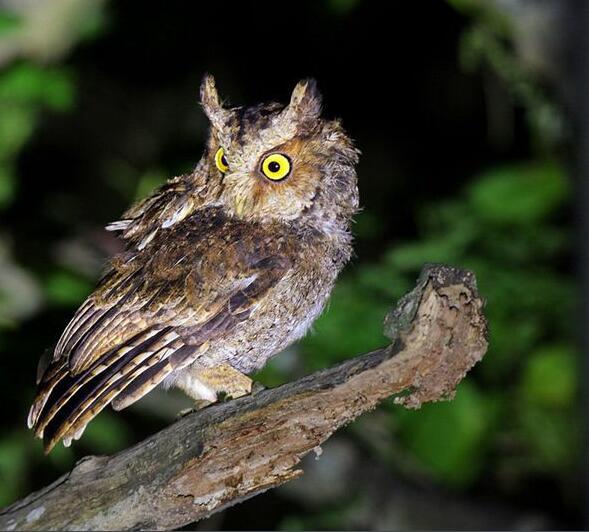 黄嘴角鸮台湾亚种(动物)黄嘴角鸮台湾亚种(学名:otu