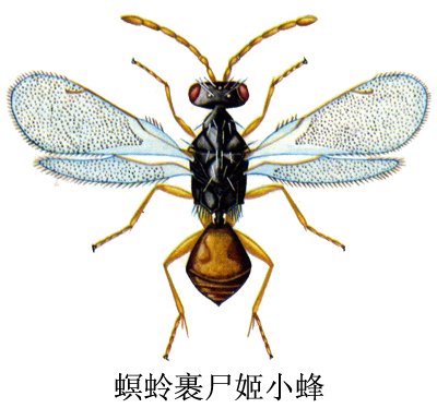 螟蛉裹尸姬小蜂(其他生物相关)螟蛉裹尸姬小蜂一种