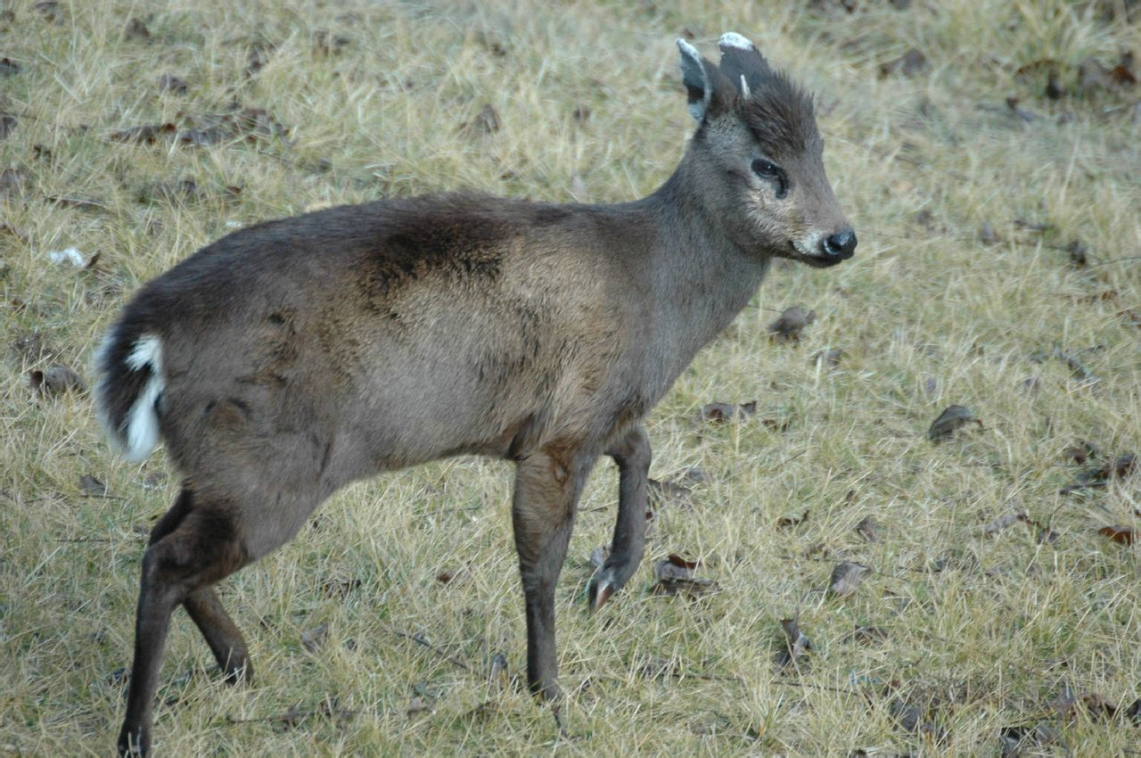 毛冠鹿属(动物)