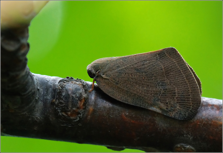 二乔玉兰柿广翅蜡蝉 (动物)