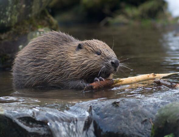 河狸 (动物)