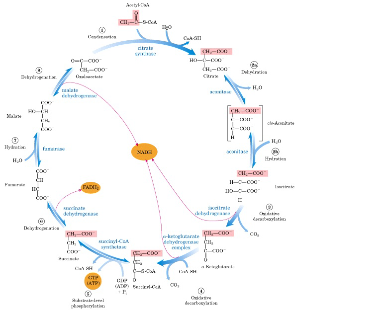 异柠檬酸脱氢酶 (其他生物相关)