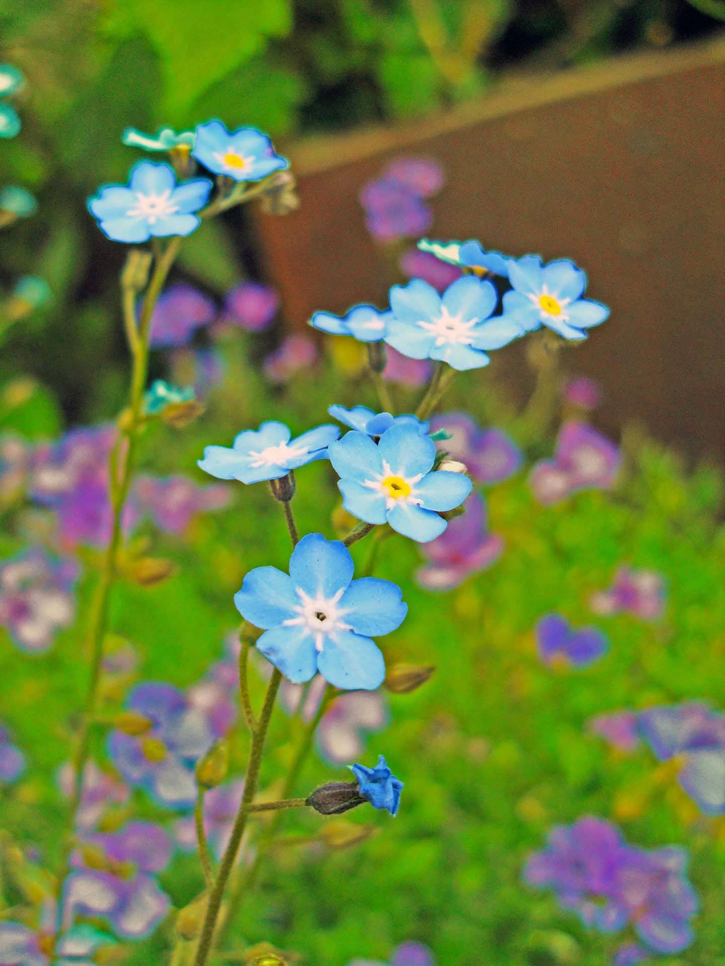 星辰花(植物)