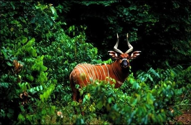 eurycerus;bongo)是生活在最高可达海拔4000米的茂密的非洲热带丛林中