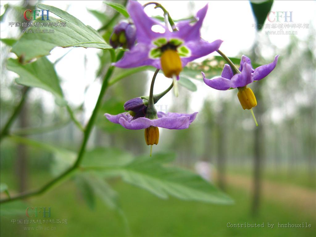 欧白英(其他人物相关)欧白英,草质藤本,无毛或被