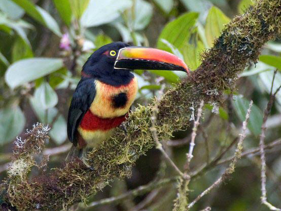 红嘴簇舌巨嘴鸟 (动物)