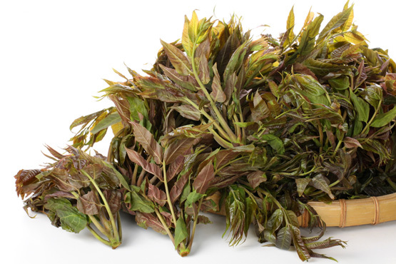 香椿属(其他生物相关)