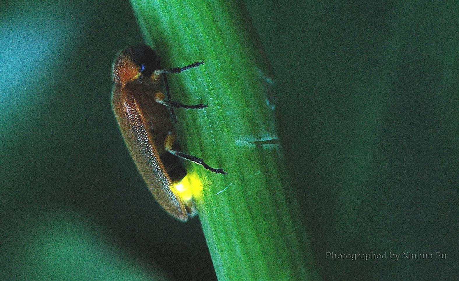 Firefly larvae : pics
