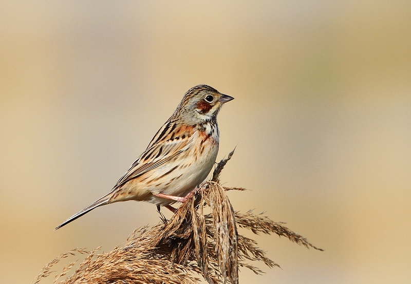 雌鸟及非繁殖期雄鸟相似,但色彩较淡而少特征,和第一冬的圃鹀很相似