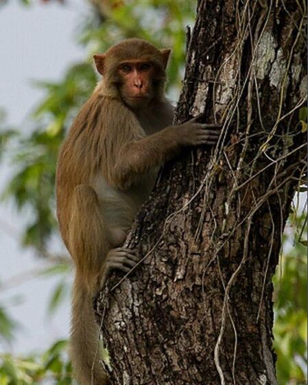 熊猴(动物)熊猴,(学名:macacaassamensis)是灵长
