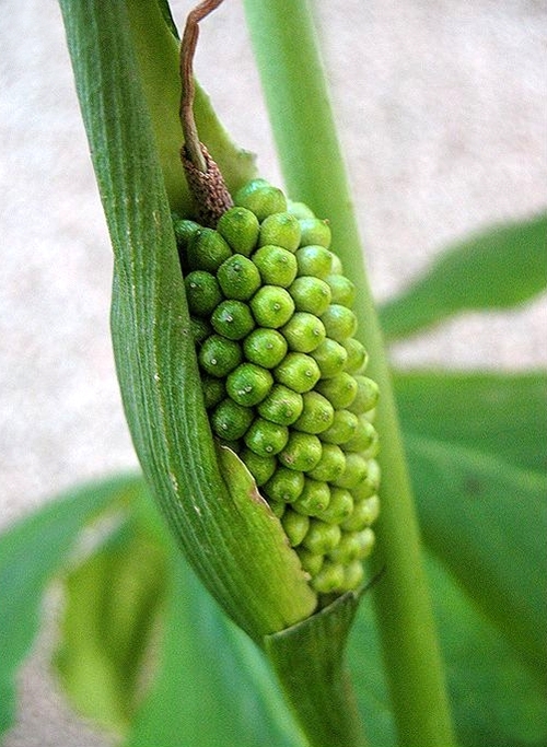 半夏植物