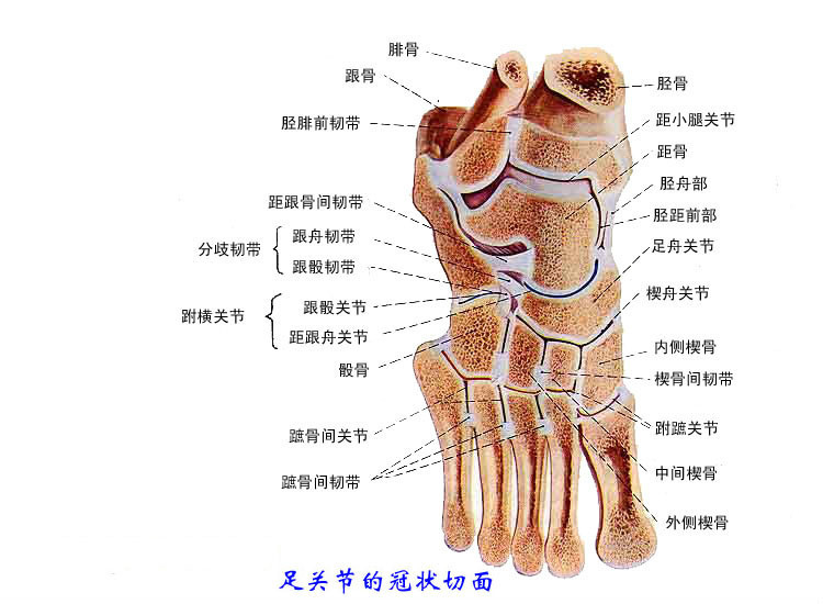跗,脚背,足上跗骨.跖,同"跖",指脚面上接近脚趾的部分跖骨,脚掌.