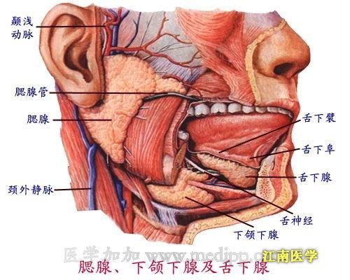 腮腺(词汇)