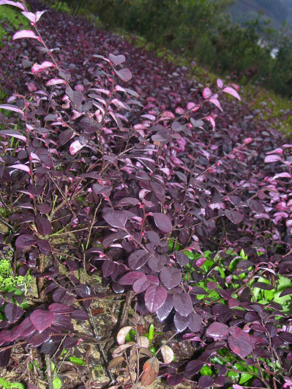 红花桎木 (植物)