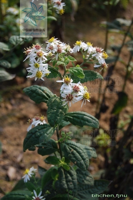 三脉紫菀微糙变种植物