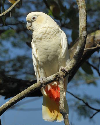 菲律宾凤头鹦鹉(动物)菲律宾凤头鹦鹉(学名:cacatuahaematuropygia)是