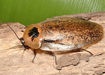 秘鲁巨人蟑螂(动物)