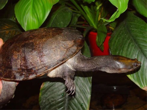 宽甲长颈龟 (动物)